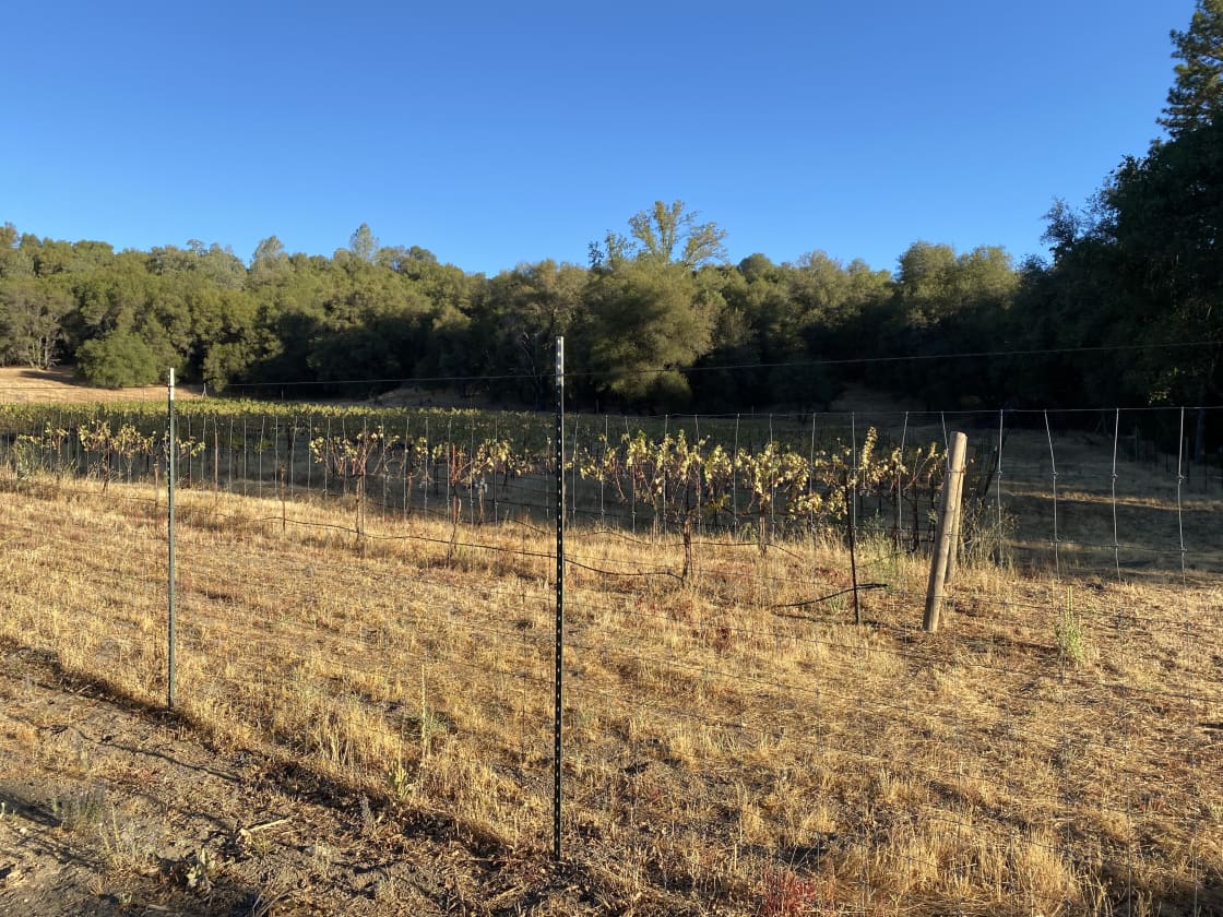 One side of the Vineyard located at the back of our site