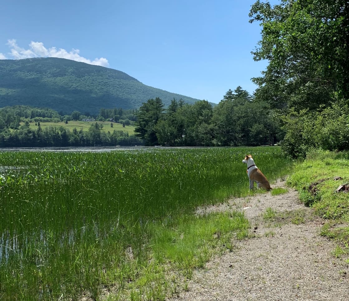 This is nearby Upper Baker Pond and the owners dog, Poppy.  Mt. Cube is in the background.  The camp is located at the base of the mountain and has great views from the property.  There are several ponds within a very short drive which allow boating, kayaking,