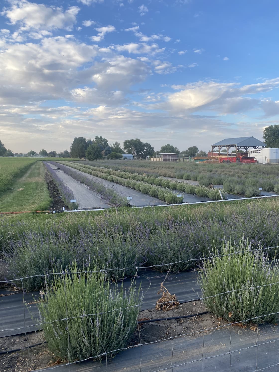 Relaxing, Peaceful Lavender Farm