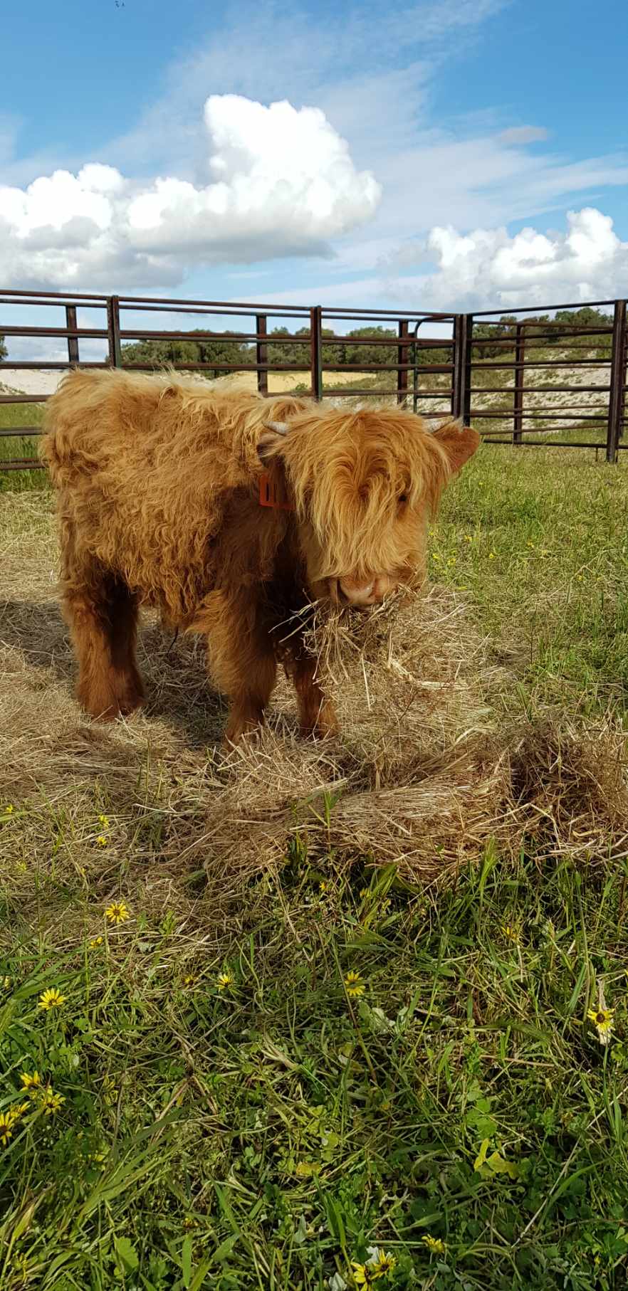 Meet Ferdinand the baby bull he’s my daughters love of her life . Ferdinand is  in training school we are teaching him to be people friendly along with Luna our heifer snd Zephyr our white Highland steer.