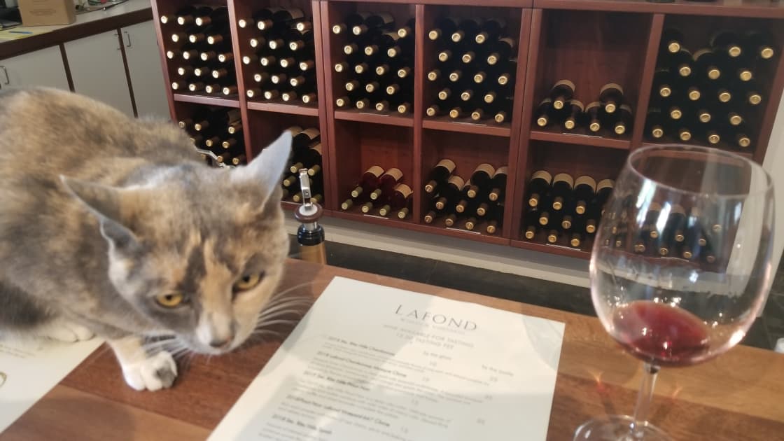 Thelma (I think that's the cat's name) helping us with our tasting - haha!