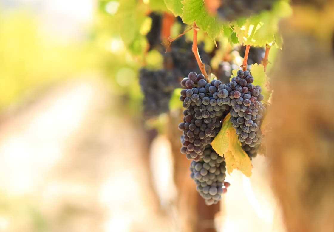 Ripe grapes in the vineyard 