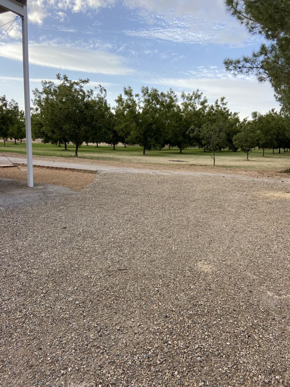 Our Pecan Orchard