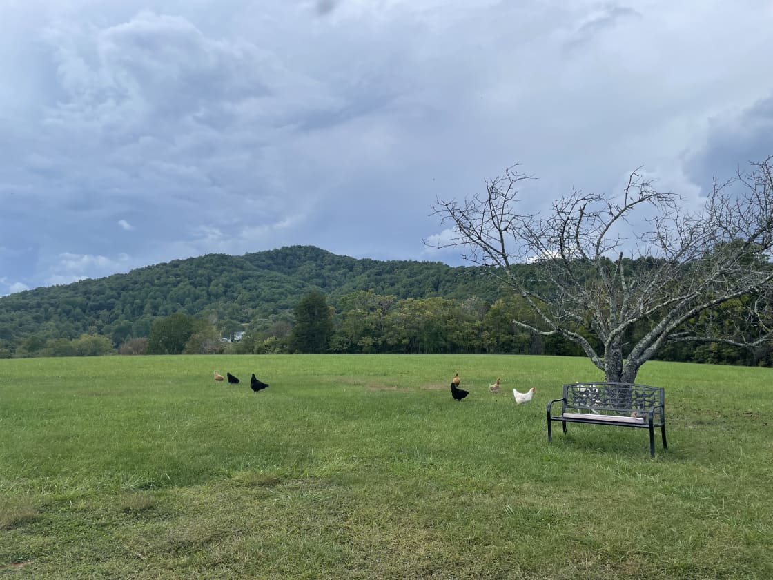 Chickens grazing, looking at Sunset Ridge campsites