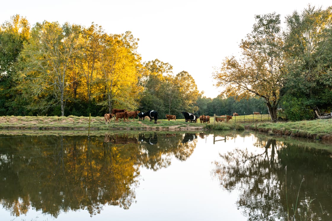 The cattle graze freely throughout the property and may even come visit your campsite!