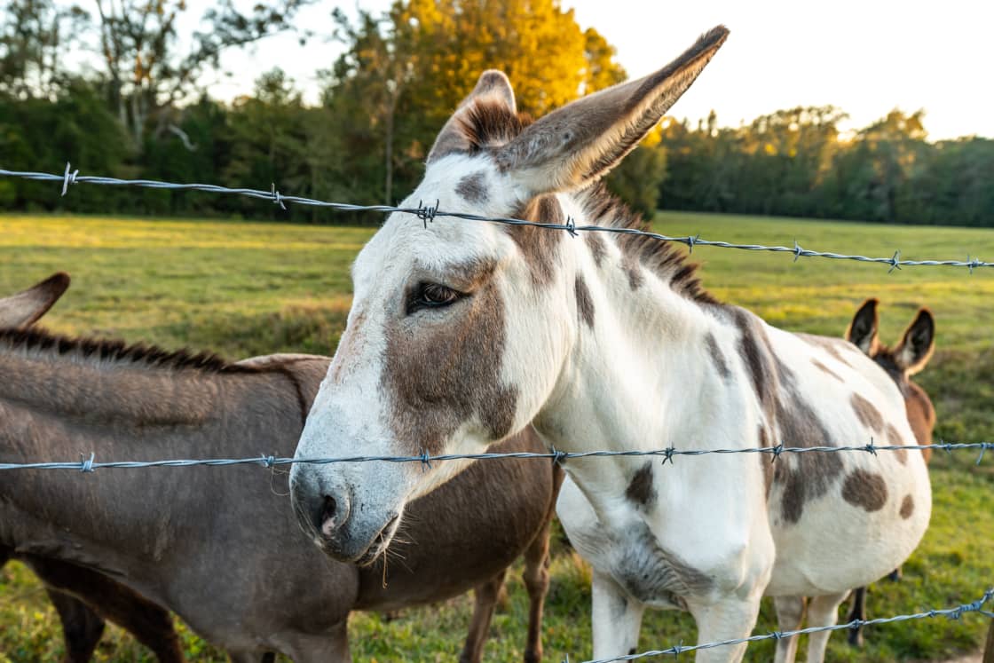 The donkeys are especially friendly and love pats!