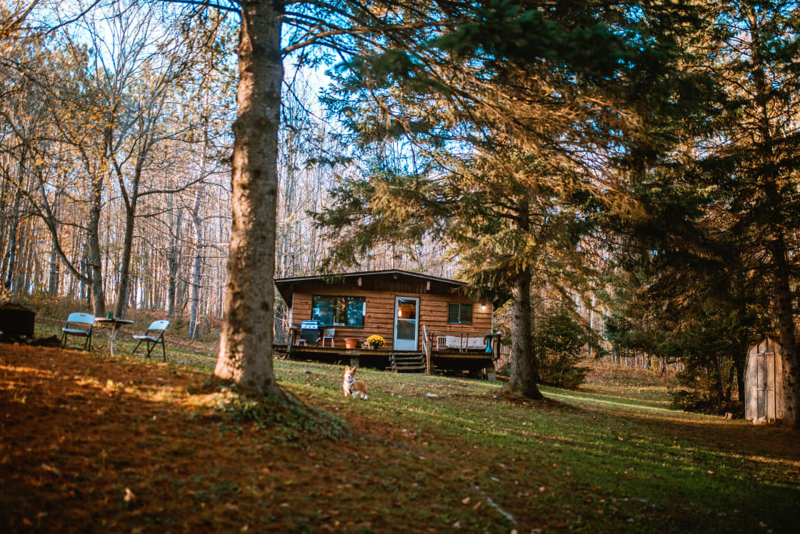 The cabin is carefully embedded in beautiful nature (corgi not included)