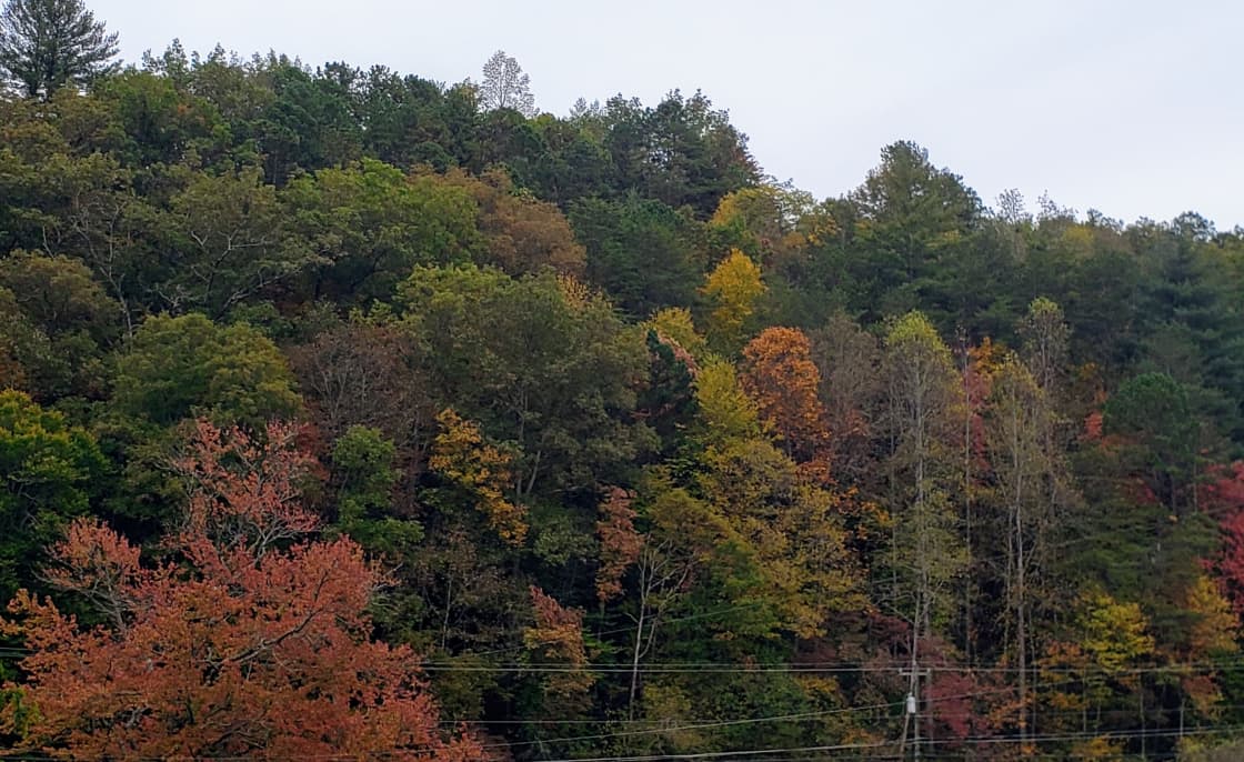 The trees have yet to show the full Fall foliage!
