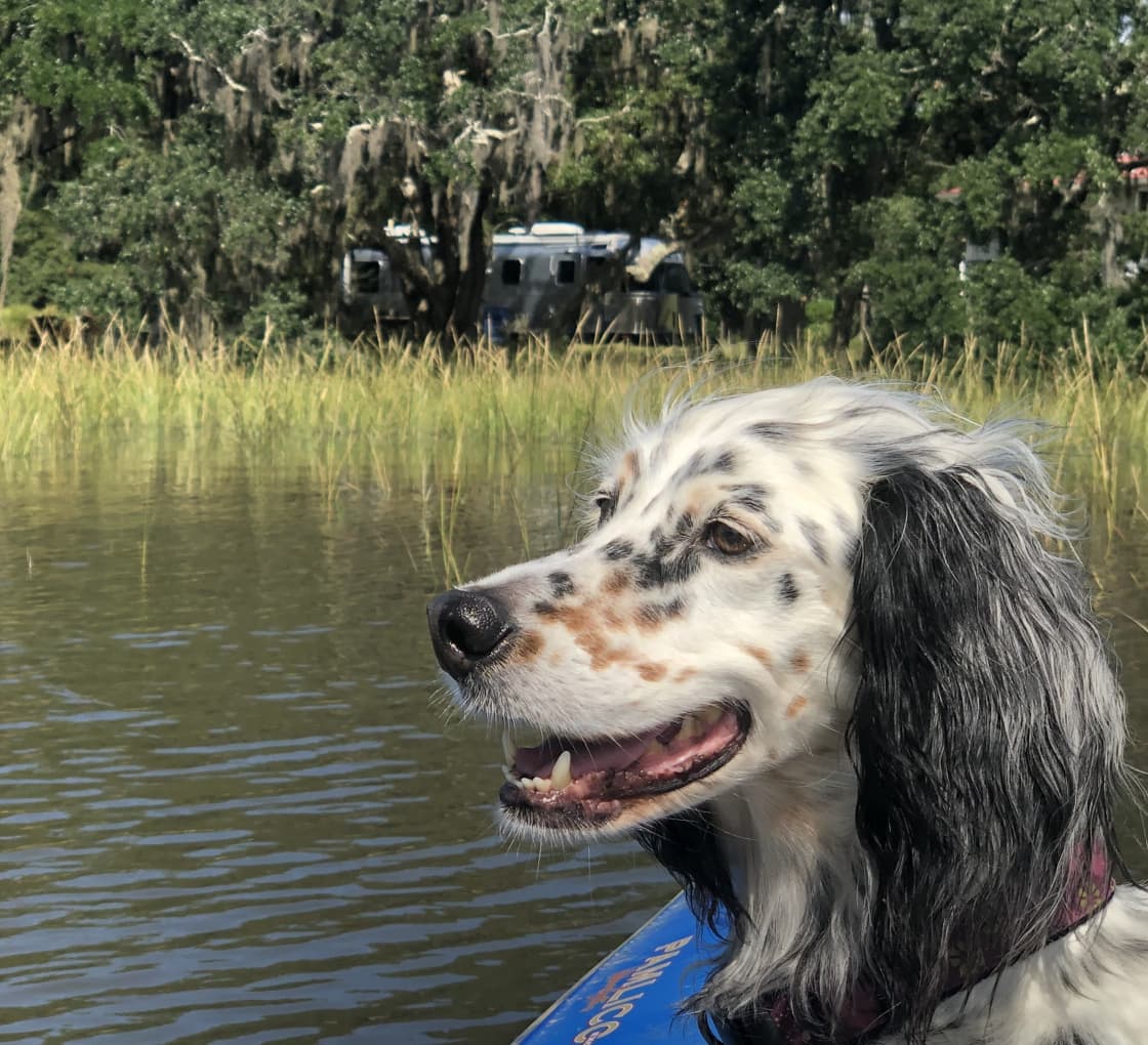 Happy dog exploring in kayak with Airstream in background