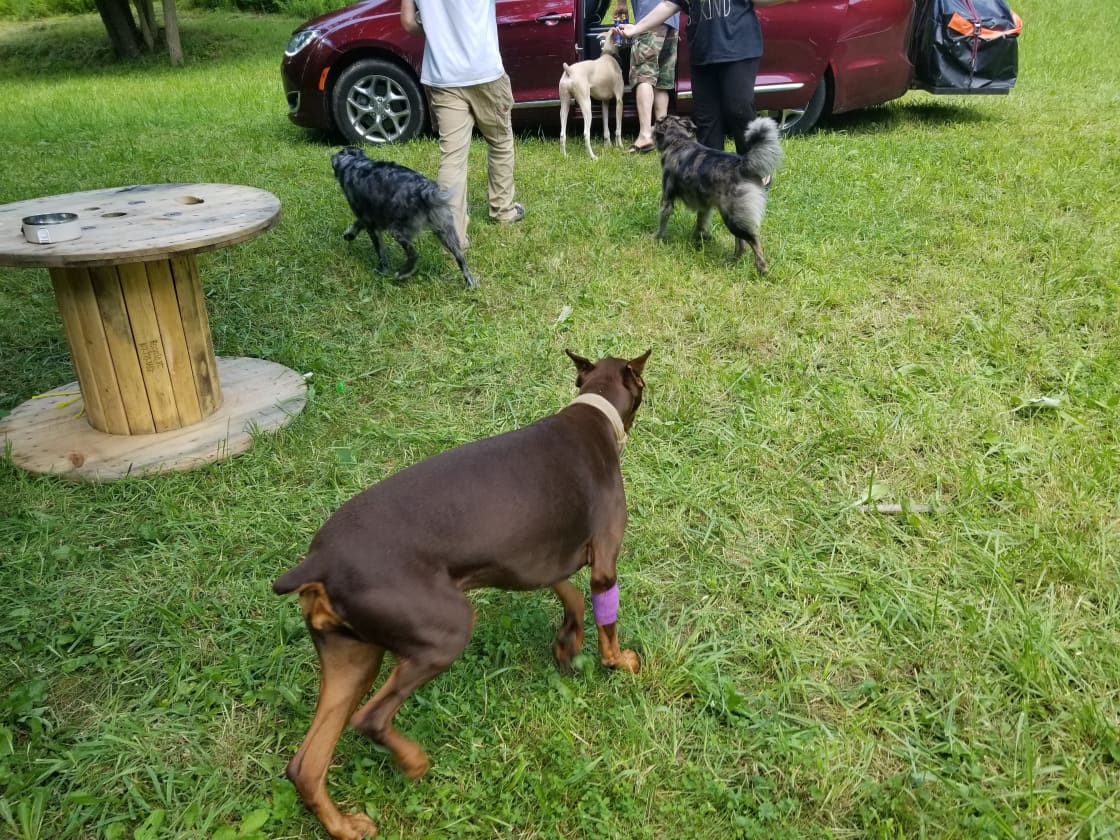 Tent site ☆ 
Our first RockSt☆r Hipcampers and all their wonderful friendly  fur baby's came all the way from Chattanooga TN . 2021
Thanks Randy/Randy 😁