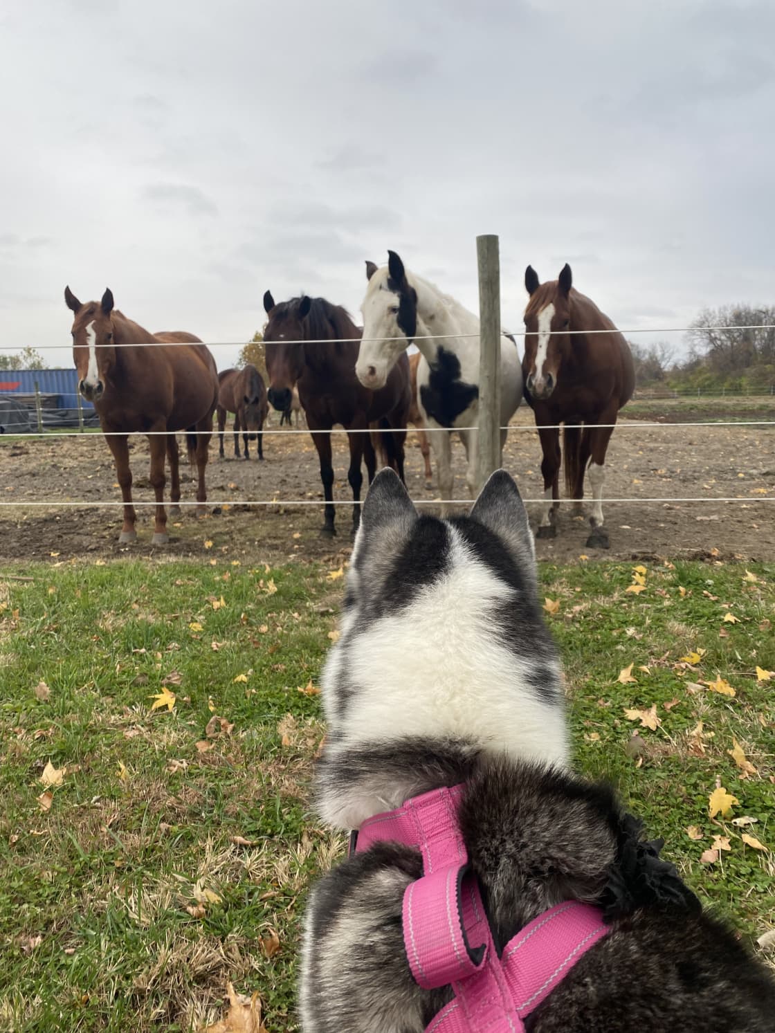 My dog was obsessed with the beautiful horses