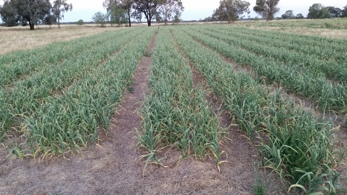Our biodynamic garlic crop.