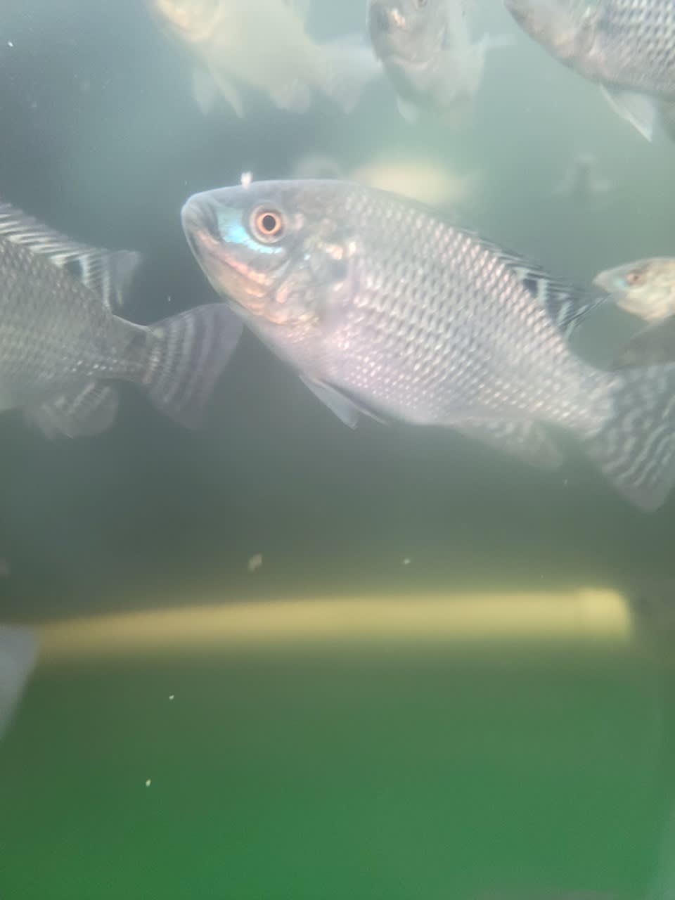 Tilapia in our tanks