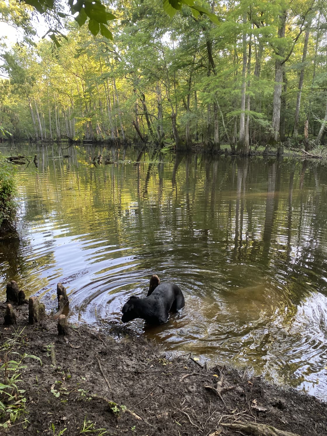 My dogs love wading in the creek.