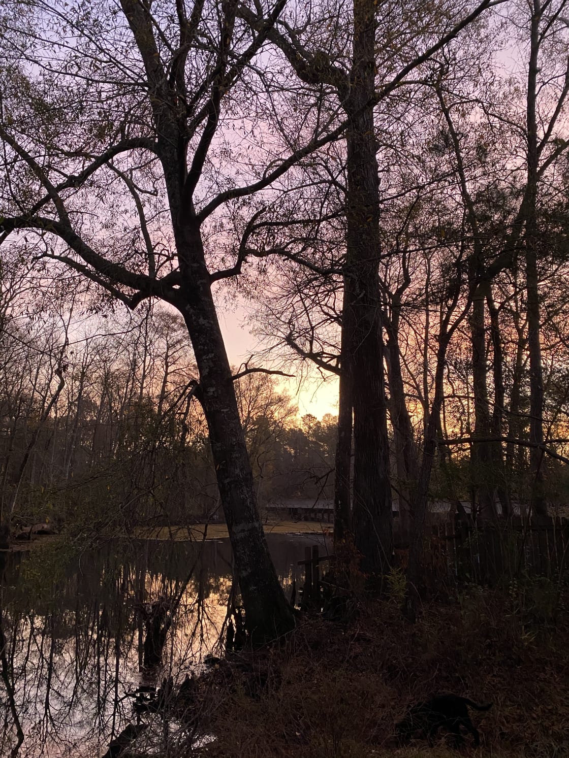 Sunrise on the creek.