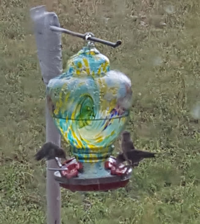 Hummingbirds gather at the hummingbird feeders