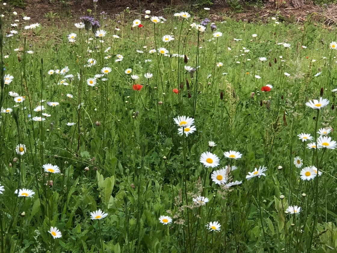 Our meadows around camp are filled with wild flowers late spring to summer 
