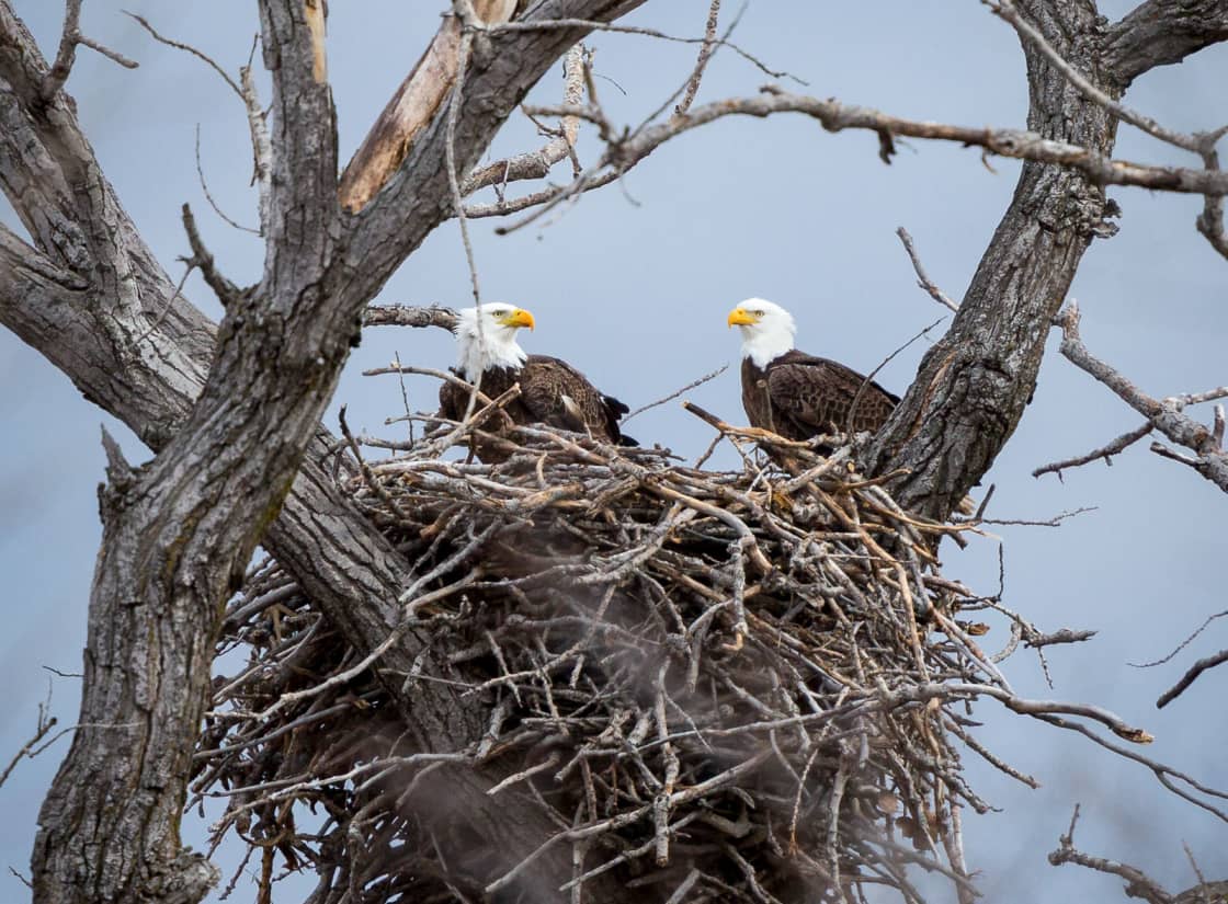 Bald Eagles and Golden Eagles are nesting at the campground.