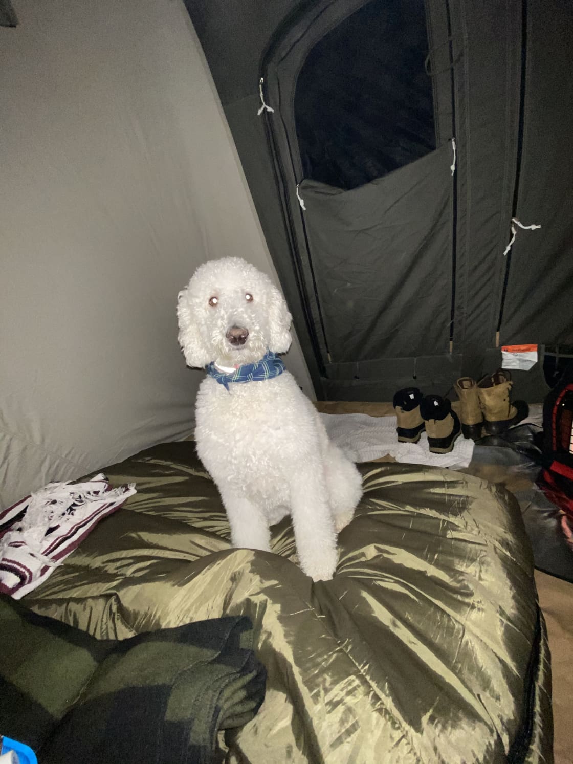 Our girl getting warm in the tent ⛺️ 