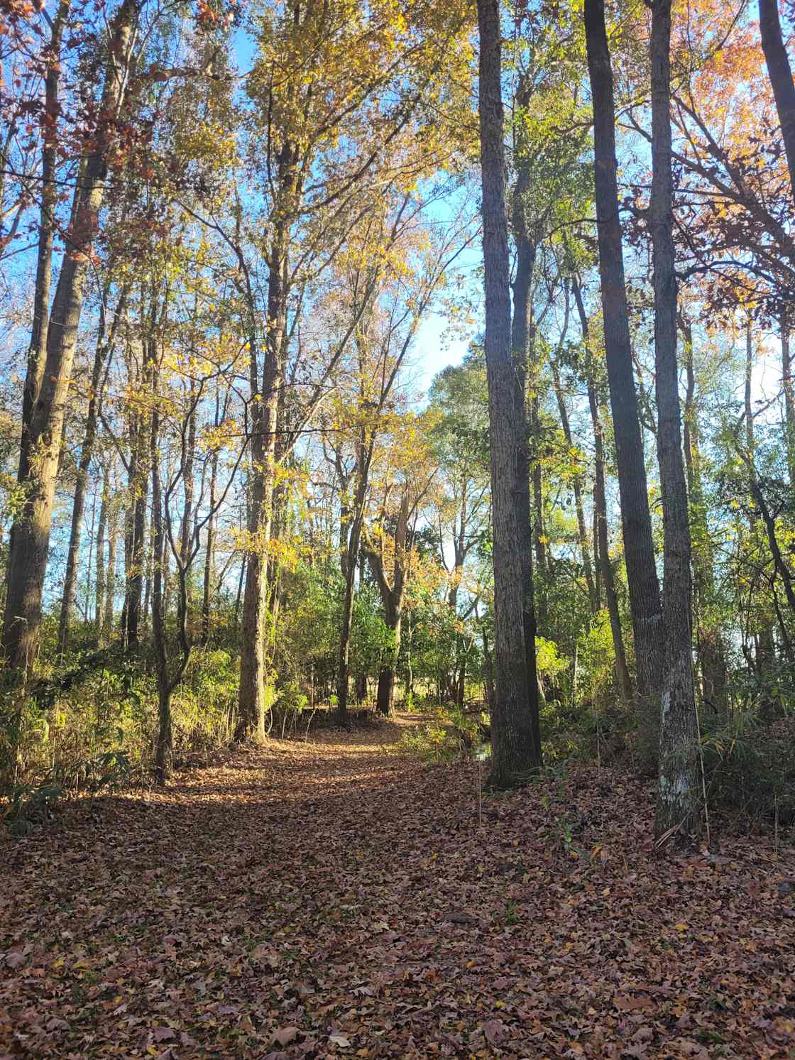 Healing Springs Country Camping Hipcamp in Blackville, South Carolina