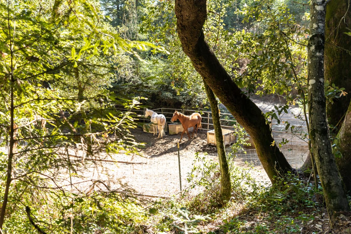 neighboring horses seen from our campsite
