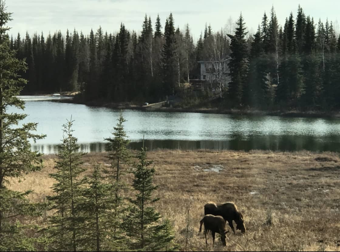 Moose by the lake in fall.
