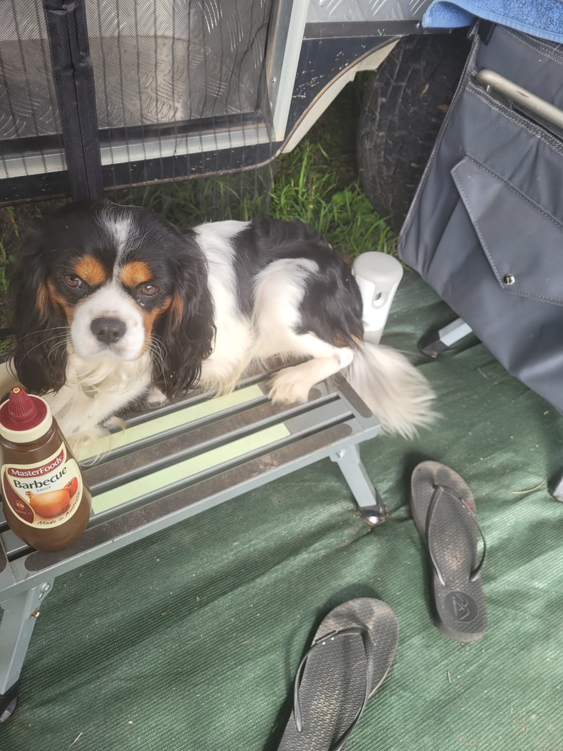 Ollie loves camping 