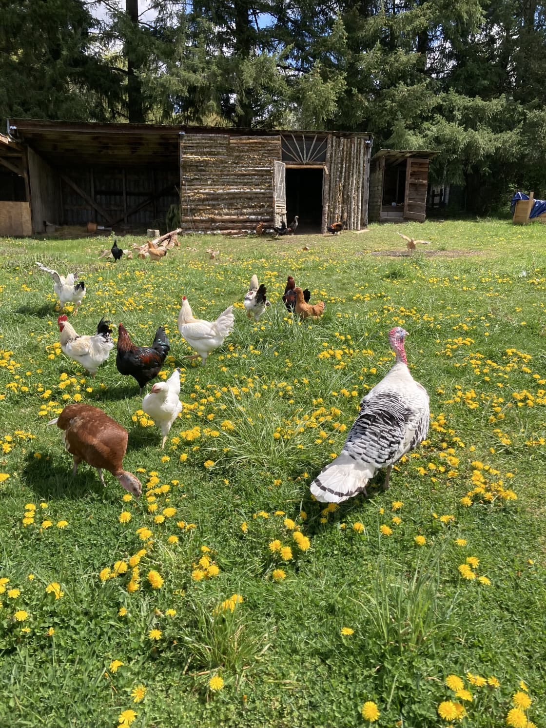 The chickens and turkeys are free ranging about. Make sure to say hello