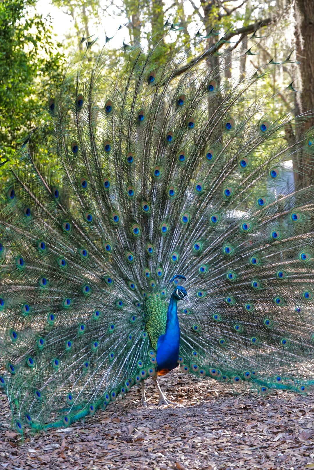 Colorful peacock 