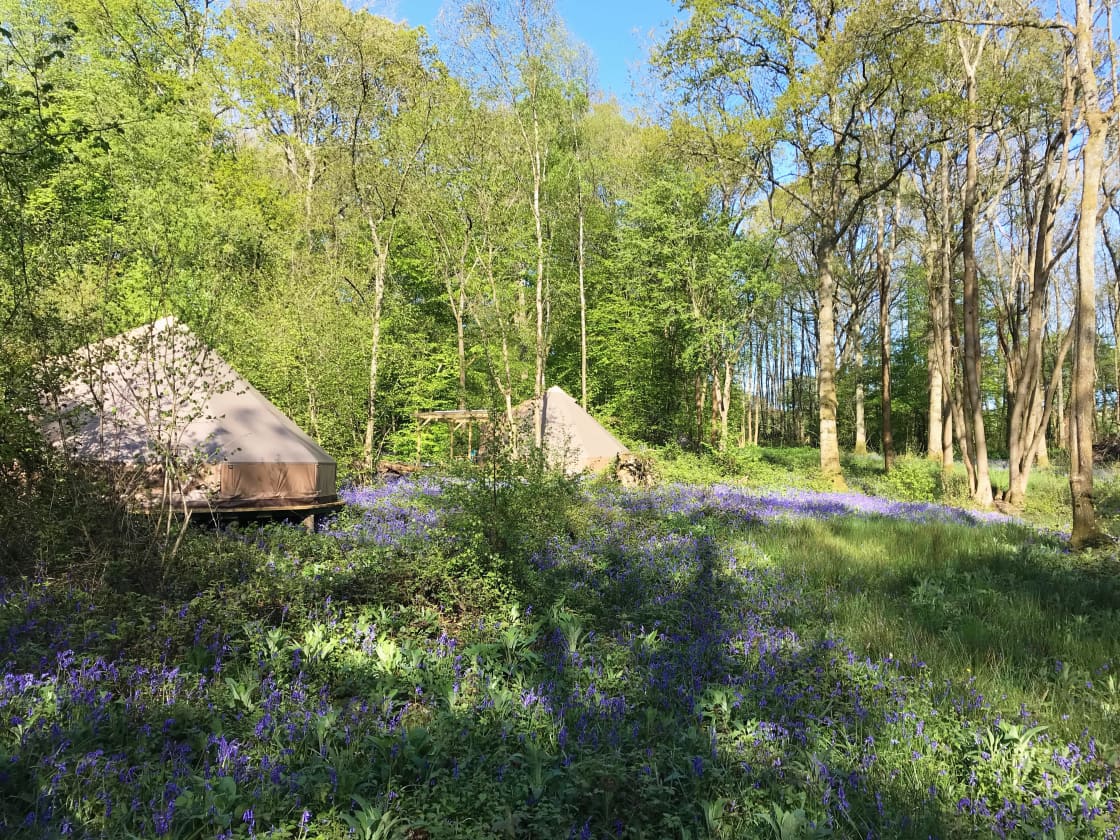 Bell tents in the bluebells