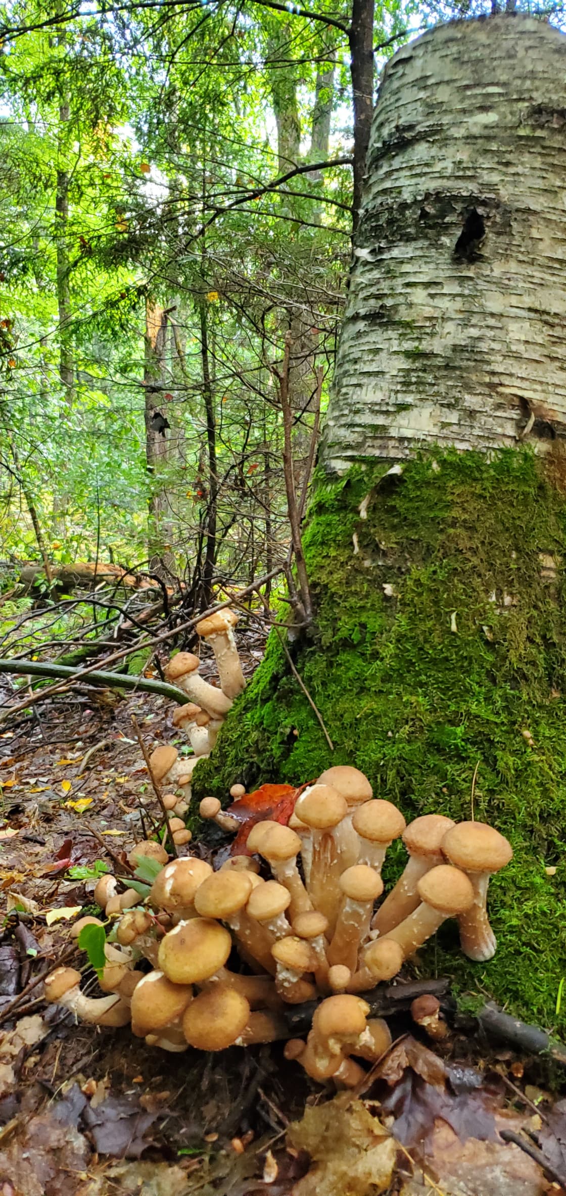 More mushrooms 