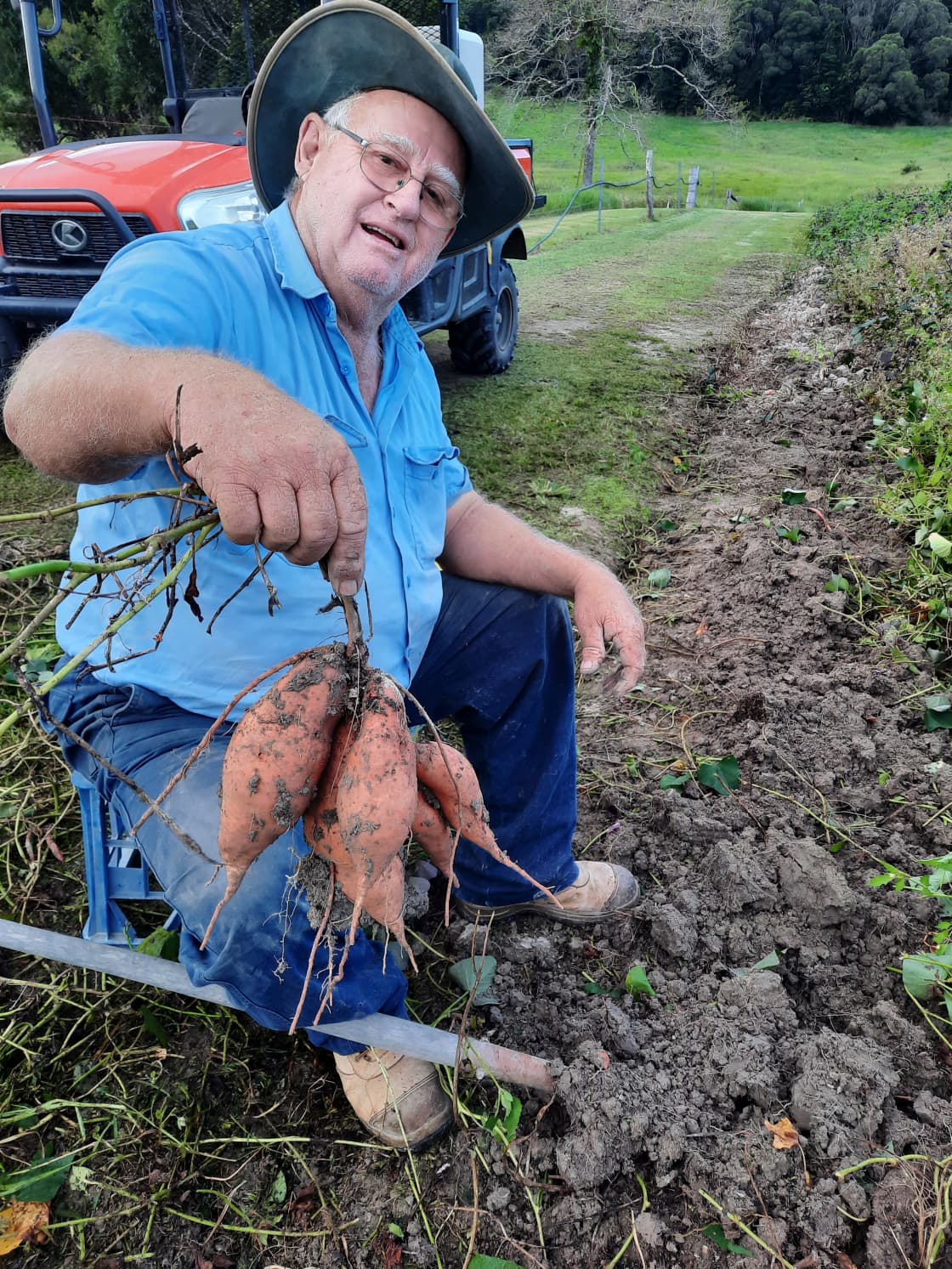 Mick digging up another lovely bunch of sweet potatoes.  