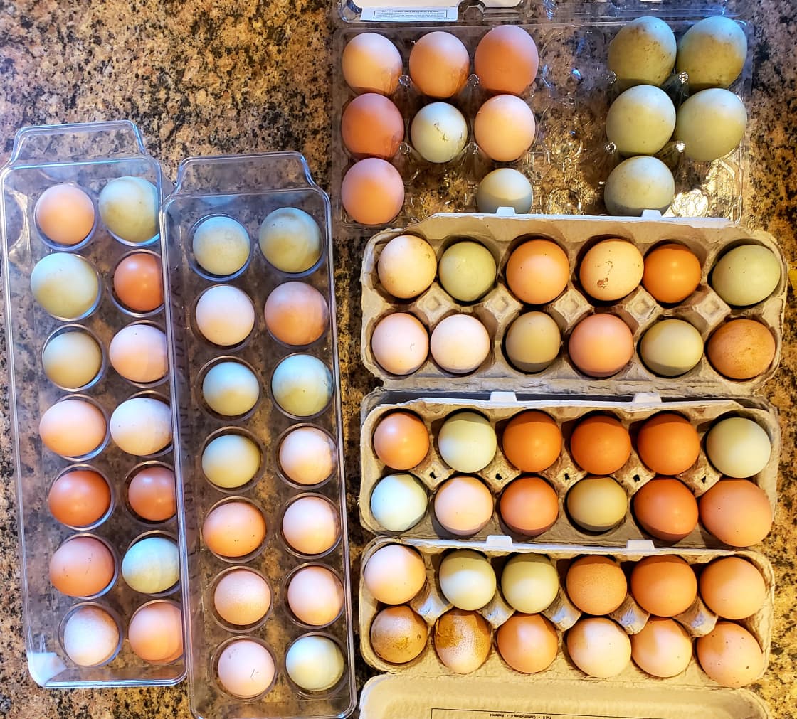 Farm fresh eggs may be available for sale depending on production