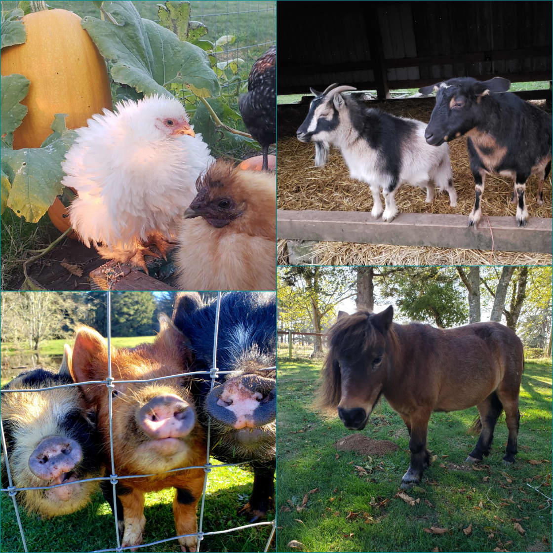 Some of our farm animals 