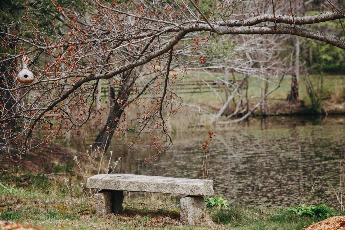 Pondside bench 