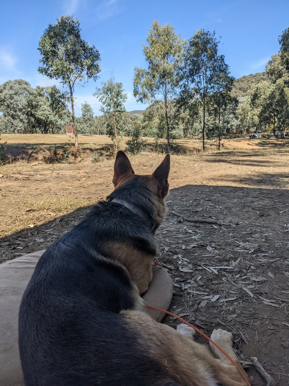 Dogs life at Mill Site 2- in the background is Gembrook site