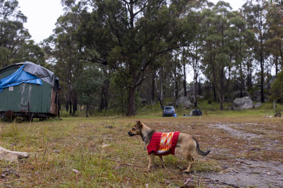 The original campsite. Star of the show, Coco the resident pup. 