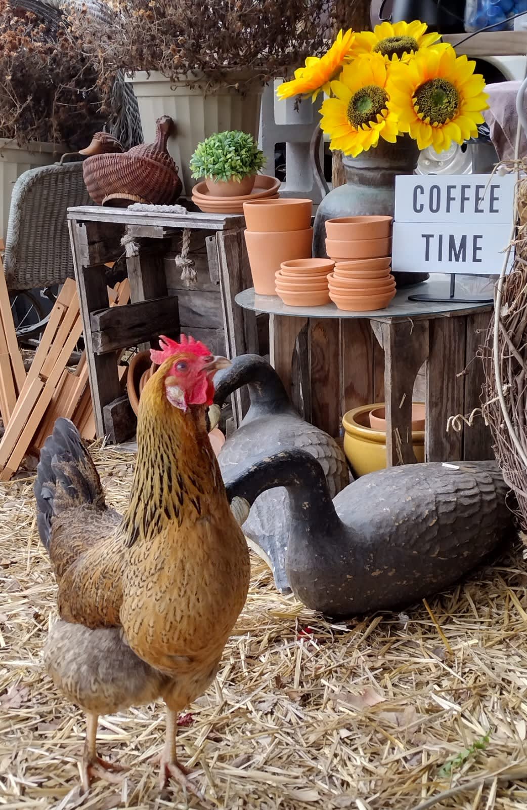 Don't be surprised if our feathered barnyard crew joins you for morning coffee in the barnyard cafe  . . .