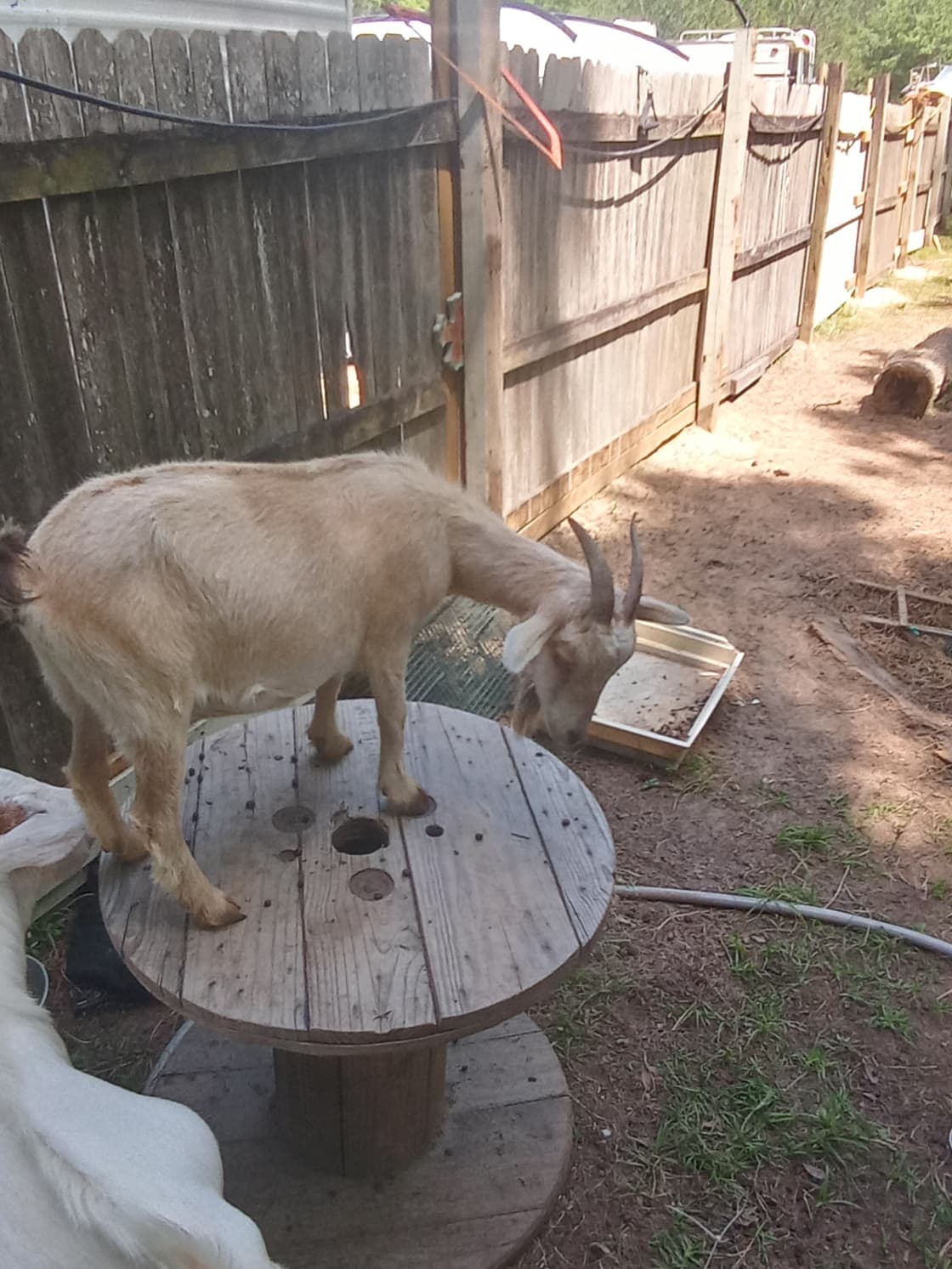 Female goat-we have 2.  This one is real friendly