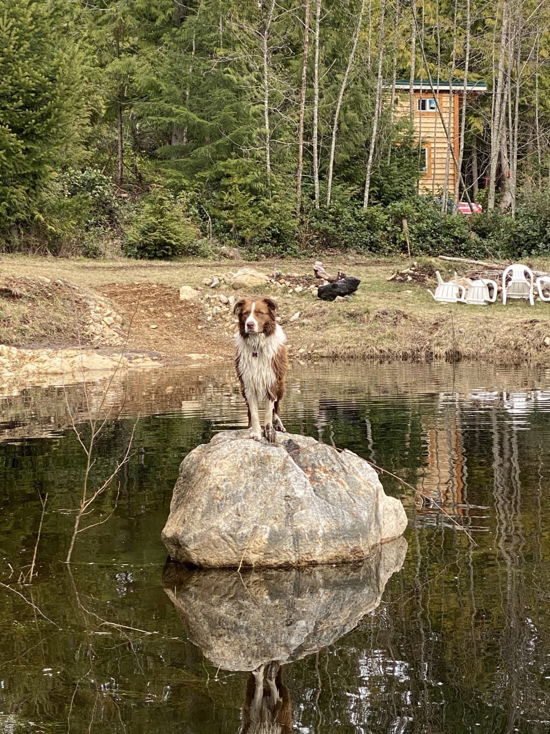 One of our dogs on his favourite spot at the pond