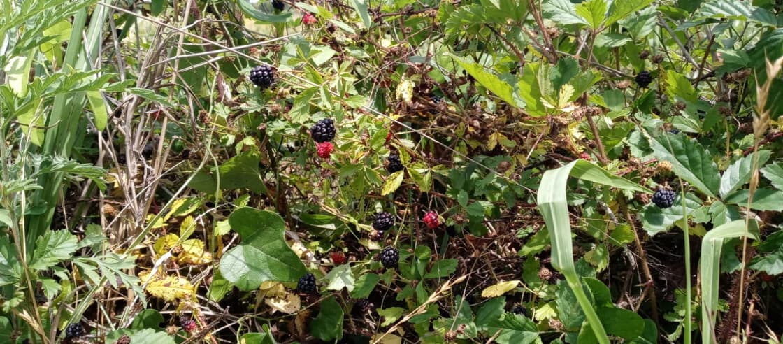 Blackberry season at Squawk and Skedaddle Campground (May 2022)