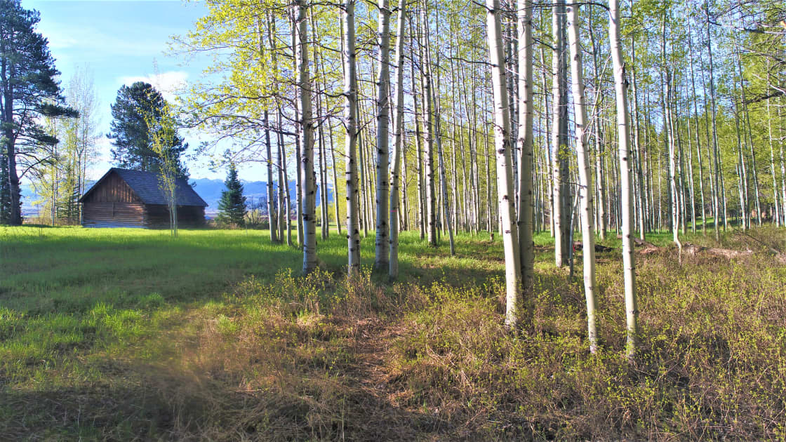 Path leading to the camp sites on the right amongst the Aspens