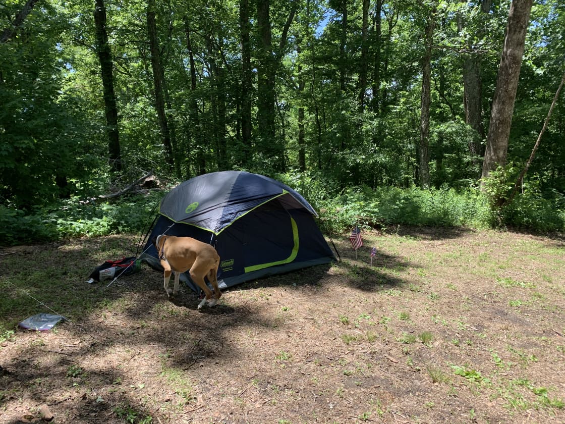 My tiny tent