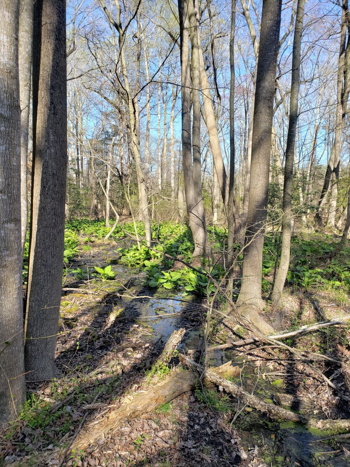 A short walk from the RV space is some beautiful woodland scenes including this bit of wetland with skunk cabbage in the spring.