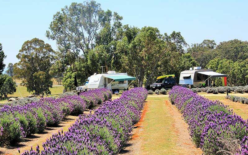 Aloomba Lavender Farm
