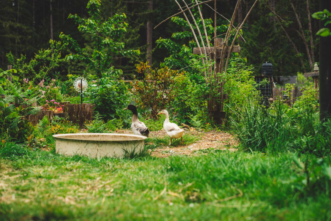 The resident ducks. 