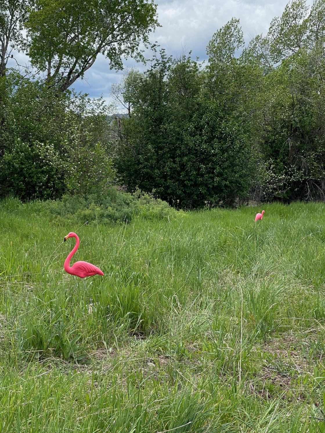 Please do not drive near the Flamingos.