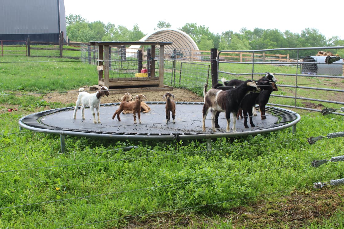 Gossman Goat Grazing Ranch
