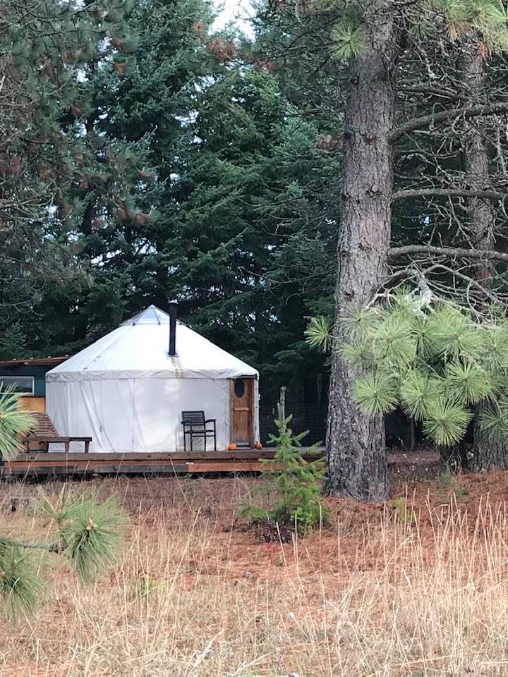 Yurt in the fir trees
