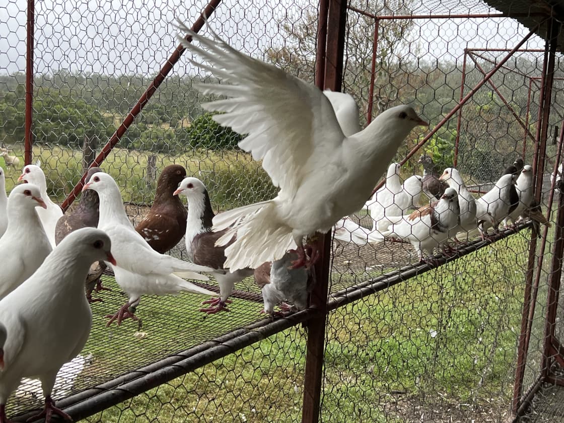Pigeons on the farm